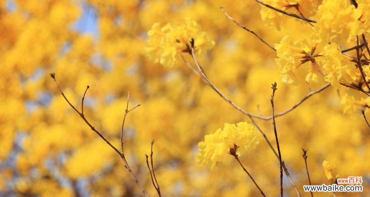 揭开不同颜色风铃花背后的含义 缤纷风铃花的花语