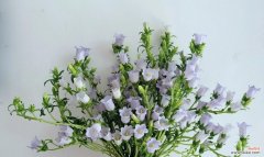 揭开不同颜色风铃花背后的含义 缤纷风铃花的花语