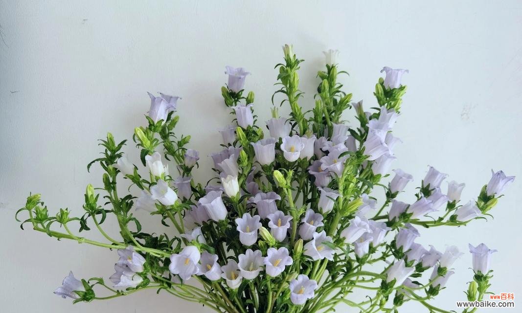 揭开不同颜色风铃花背后的含义 缤纷风铃花的花语