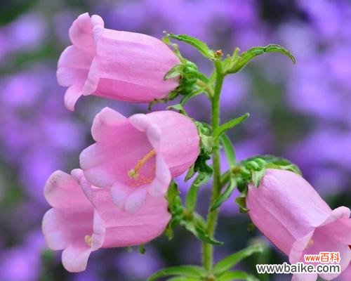 风铃草的象征意义及与人生的共鸣 风铃草之美