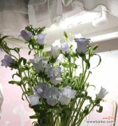 风铃草的象征意义及与人生的共鸣 风铃草之美