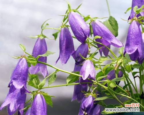 风铃草的象征意义及与人生的共鸣 风铃草之美
