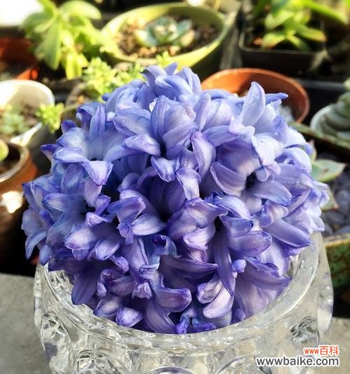 探索花语世界中的风信子之美 风信子的象征意义与寓意