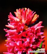 从地下的守望到春天的祝福 风信子