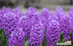 馨香之花，花海的传说 风信子的花语与传说