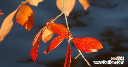 秋意渐浓,枫叶红艳如火,揭示出生命的美妙变化 枫叶的花语——秋天的诗意