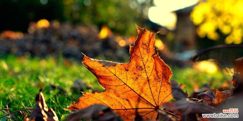 秋意渐浓,枫叶红艳如火,揭示出生命的美妙变化 枫叶的花语——秋天的诗意