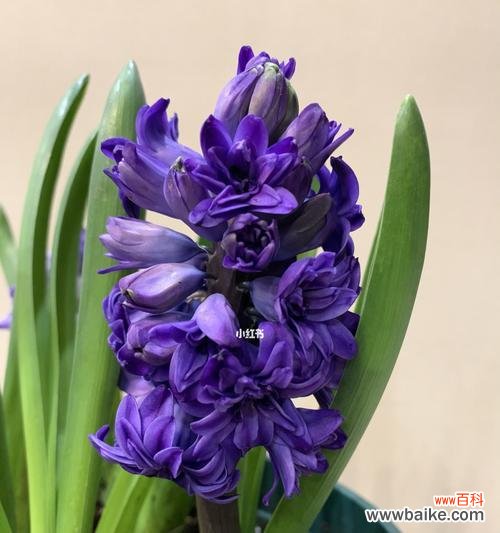 花开,希望绽放 风信子的意义与寓意