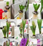 花开，希望绽放 风信子的意义与寓意