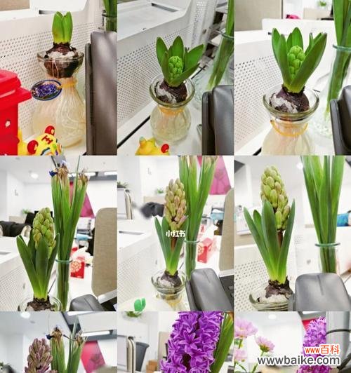 花开,希望绽放 风信子的意义与寓意