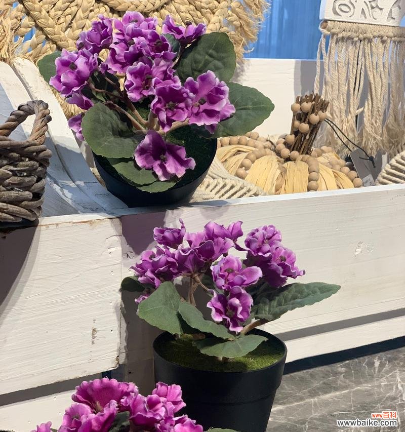 花语寓意 紫罗兰