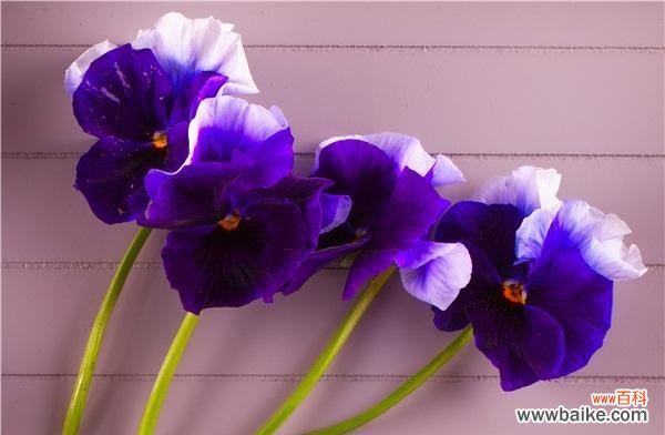 探究紫罗兰的寓意与美学特点 紫罗兰花的意义与象征