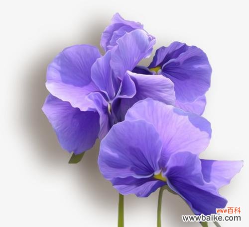 探秘紫罗兰花的奥秘 紫罗兰之恋——怎样养护紫罗兰的技巧与花语解读