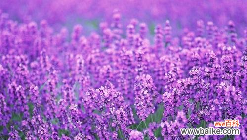 揭示薰衣草的奇妙花语 等待爱情的奇迹——紫色薰衣草的花语
