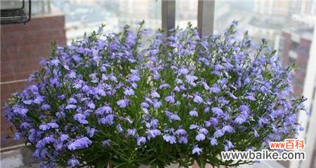 凤尾菜花语及其寓意是什么？