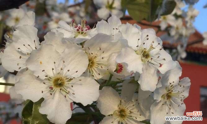 凤尾菜花语及其寓意是什么？