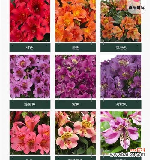 哪种花的花语代表了叛逆?