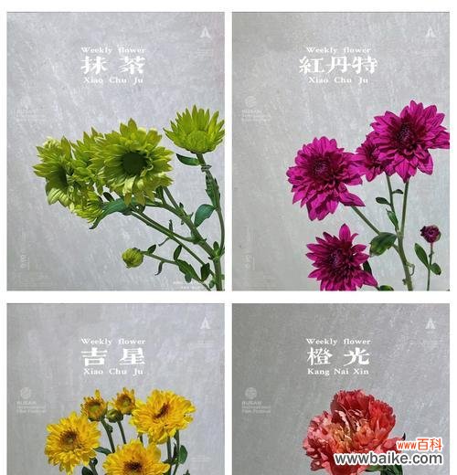 花语通常表达什么？如何选择合适的花语？