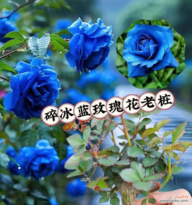 玫瑰花的反面花语有哪些含义？如何正确理解玫瑰的双重含义？
