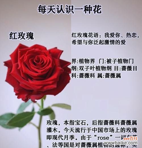 玫瑰花的反面花语有哪些含义？如何正确理解玫瑰的双重含义？