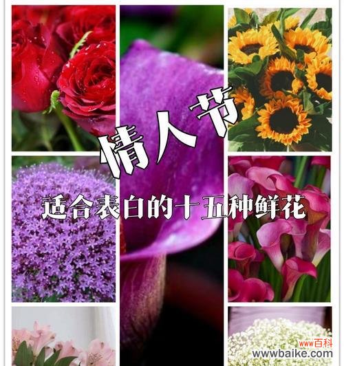 11支紫色玫瑰代表什么花语？