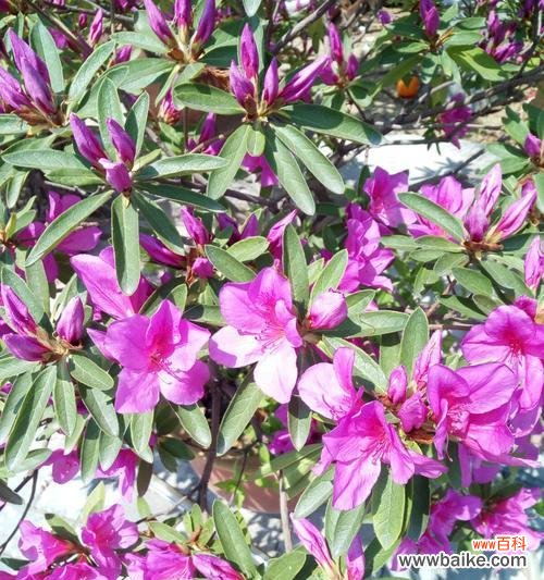 道具醉人的花语有何深意?它在不同场合下代表什么?