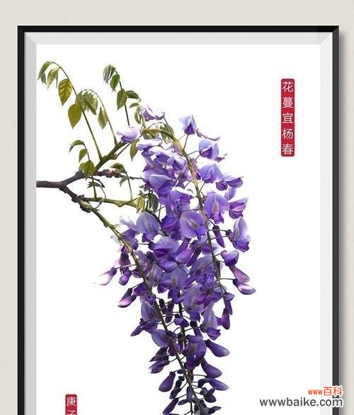 道具醉人的花语有何深意?它在不同场合下代表什么?