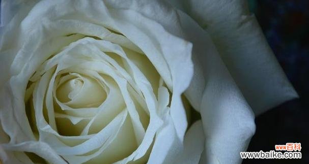 白玫瑰和菊花分别代表什么？