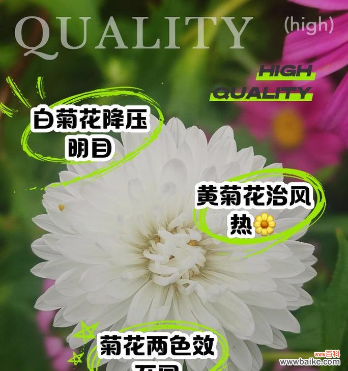 白玫瑰和菊花分别代表什么？