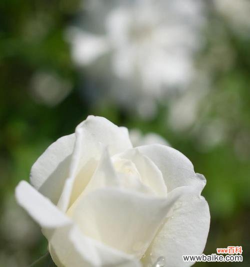 白玫瑰和菊花分别代表什么？