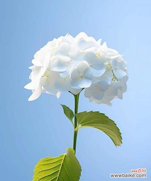 爱国花语的花是什么？它象征着什么？