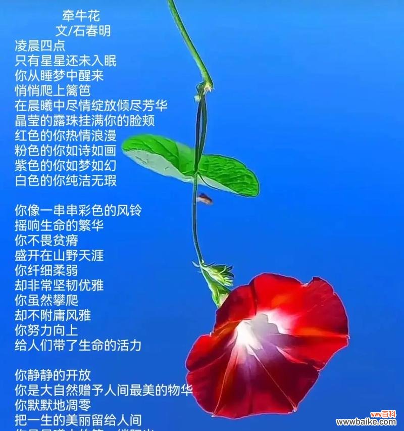 爱国花语的花是什么？它象征着什么？