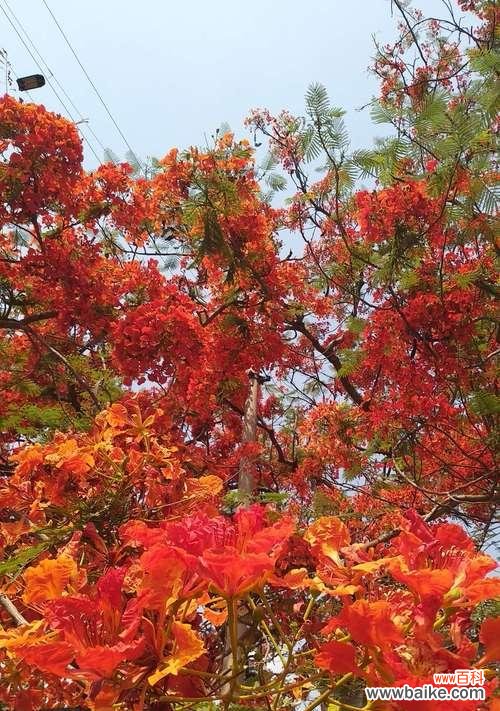 盛世之花凤凰花，奇珍异宝的代表 凤凰花的寓意与象征