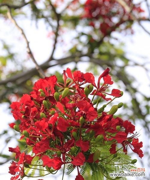 盛世之花凤凰花，奇珍异宝的代表 凤凰花的寓意与象征