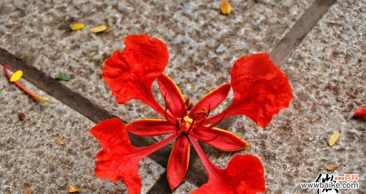 盛世之花凤凰花，奇珍异宝的代表 凤凰花的寓意与象征