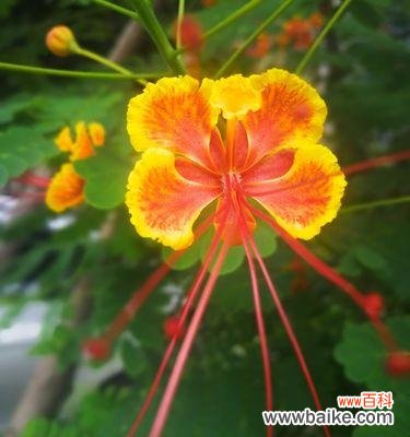 美丽如火,饱含生命力的凤凰花 凤凰花的花语