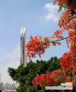 美丽如火，饱含生命力的凤凰花 凤凰花的花语