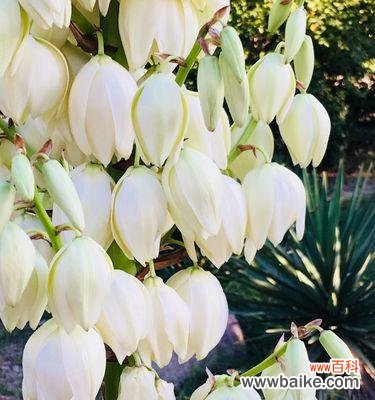 探索凤尾兰的美丽内涵与传承之道 凤尾兰的寓意与象征