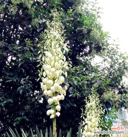 探索凤尾兰的美丽内涵与传承之道 凤尾兰的寓意与象征