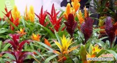 探寻凤梨花的美与哲学 凤梨花的寓意与象征