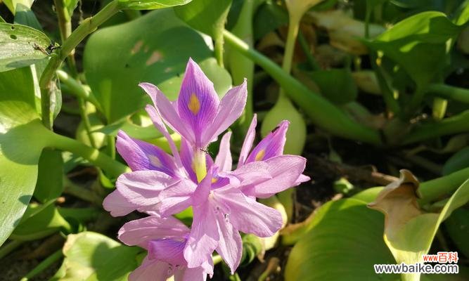 凤眼莲的花语及养殖技巧一览 凤眼莲