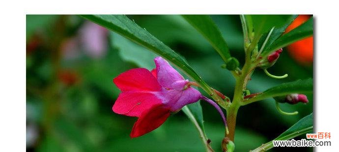 探寻凤仙花的花语与象征，感受其美丽与神秘 凤仙花的花语与意义