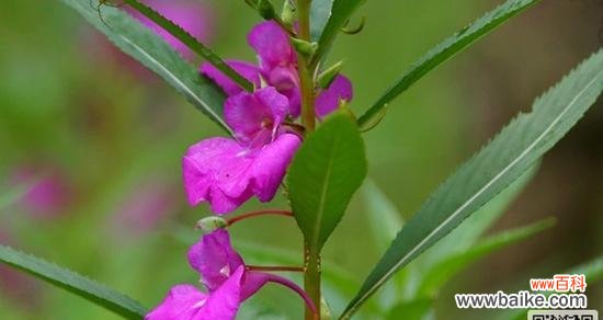 探寻凤仙花的花语与象征，感受其美丽与神秘 凤仙花的花语与意义