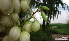 探秘凤尾兰的花语之美 凤尾兰花语