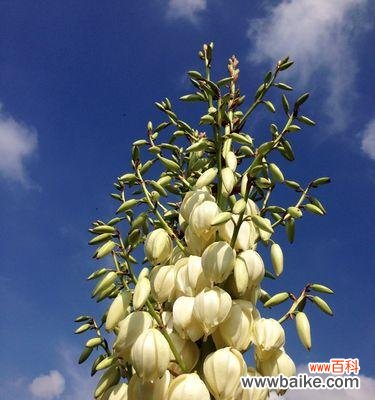 探秘凤尾兰的花语之美 凤尾兰花语