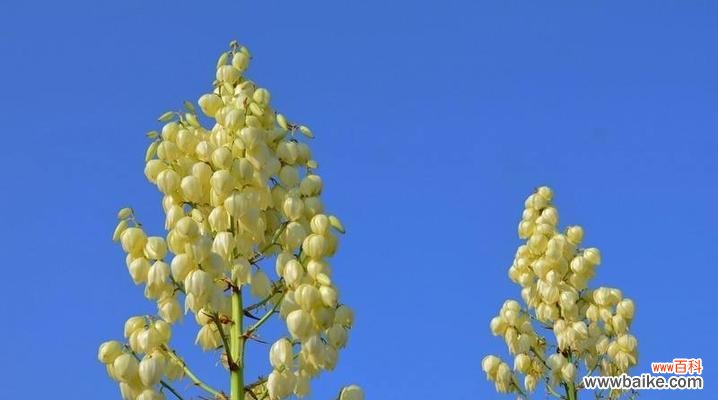 探秘凤尾兰的花语之美 凤尾兰花语