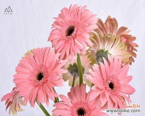 扶郎花语的浪漫寓意 扶郎花语