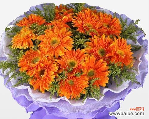 扶郎花语的浪漫寓意 扶郎花语