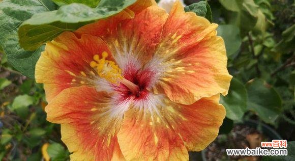 探究扶桑树在文化和信仰中的重要地位 扶桑树的寓意与象征