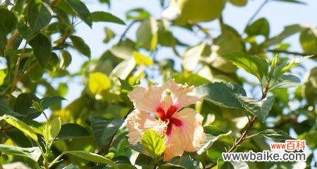 探究扶桑树在文化和信仰中的重要地位 扶桑树的寓意与象征